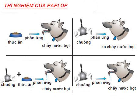paplop
